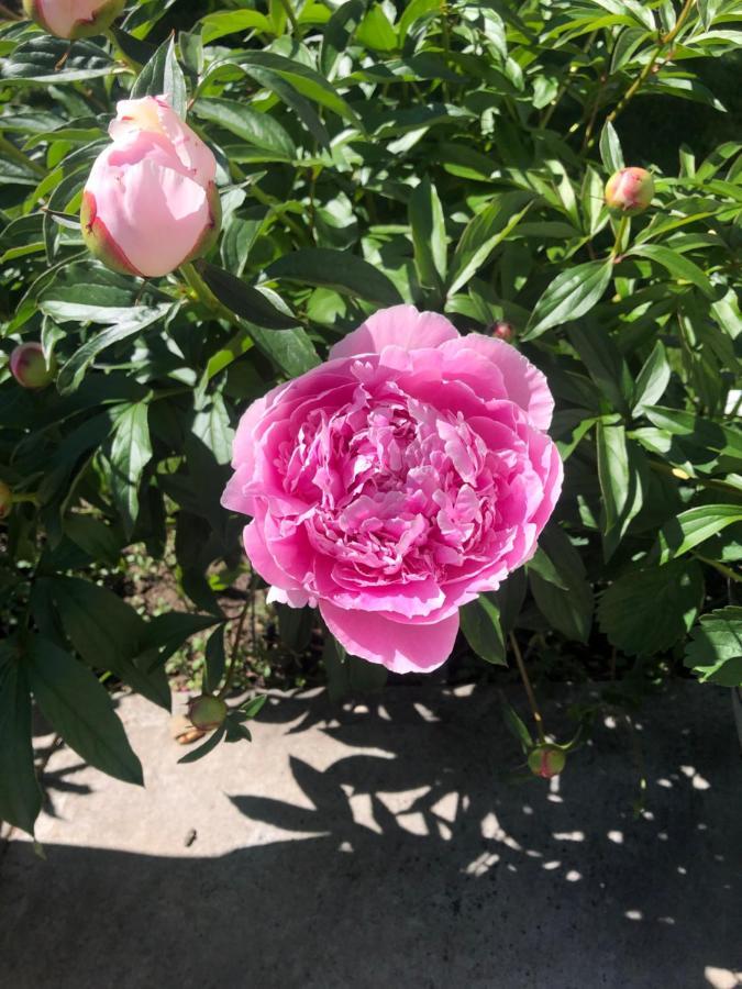 Hamptons Rose Garden Family! Otel YYC Dış mekan fotoğraf