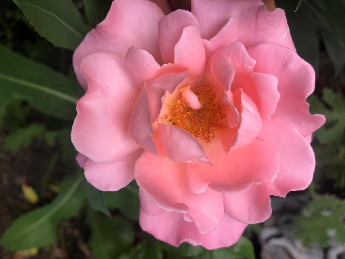 Hamptons Rose Garden Family! Otel YYC Dış mekan fotoğraf